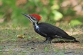 Woodpecker 002