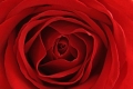 Red Rose 001