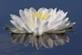 White Lily 004