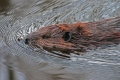 Beaver 002
