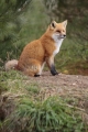 Fox 001