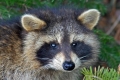 Raccoon 001