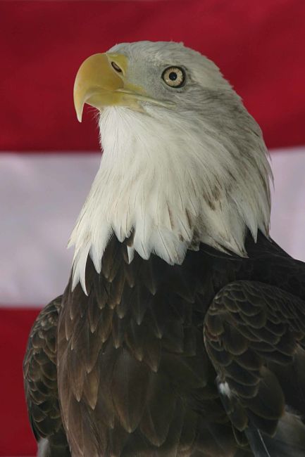 Eagle 003