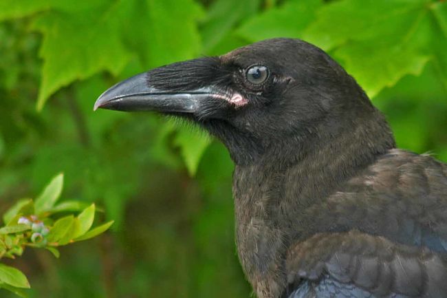 Raven 002