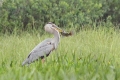 Blue Heron 001