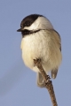 Chickadee 001