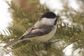 Chickadee 004