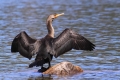 Cormorant 001