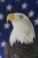 Eagle 001
