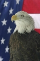 Eagle 002