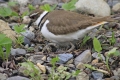 Killdeer 001