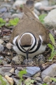Killdeer 003
