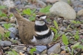 Killdeer 004