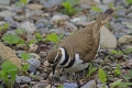 Killdeer 006