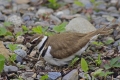 Killdeer 007