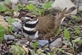 Killdeer 008