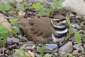 Killdeer 009