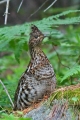 Partridge 001