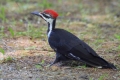 Woodpecker 001