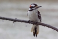Woodpecker 006