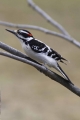 Woodpecker 008
