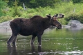 Bull 017