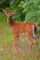 Fawn 001