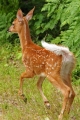 Fawn 005