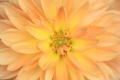 Dahlia 001
