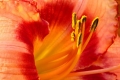 Daylily 001