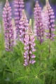 Lupine 001