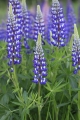 Lupine 002