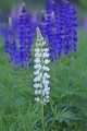 Lupine 003