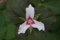 Painted Trillium 001