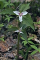 Painted Trillium 002