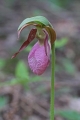 Pink Lady Slipper 001