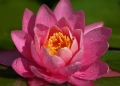 Pink Lily 001