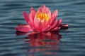 Pink Lily 002