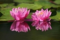 Pink Lily 003