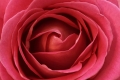 Pink Rose 001