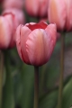 Pink Tulip 001