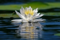 White Lily 001
