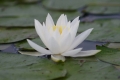 White Lily 002