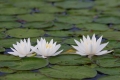 White Lily 003