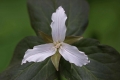 White Trillium 001