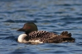 Loon 001