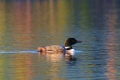 Loon 002
