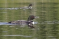 Loon 003