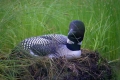 Loon 004