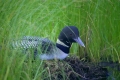 Loon 005